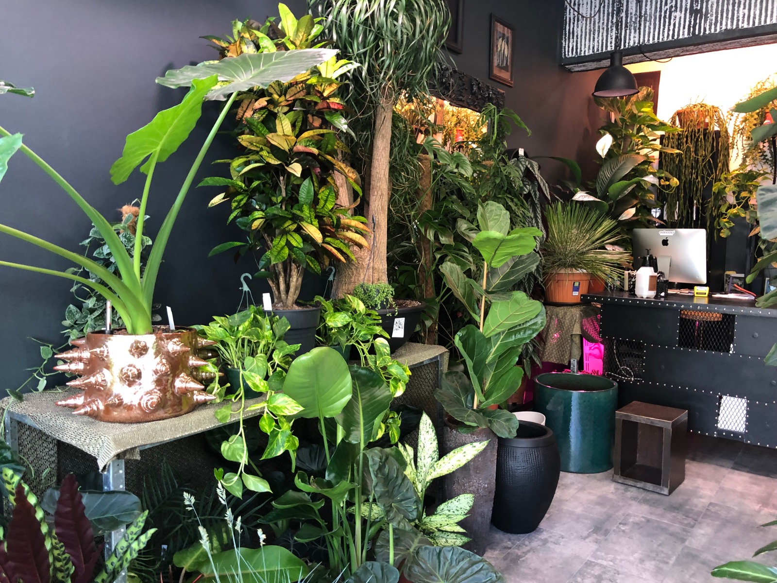 Plantele exotice pot fi admirate in magazinul situat in capat Pacurari