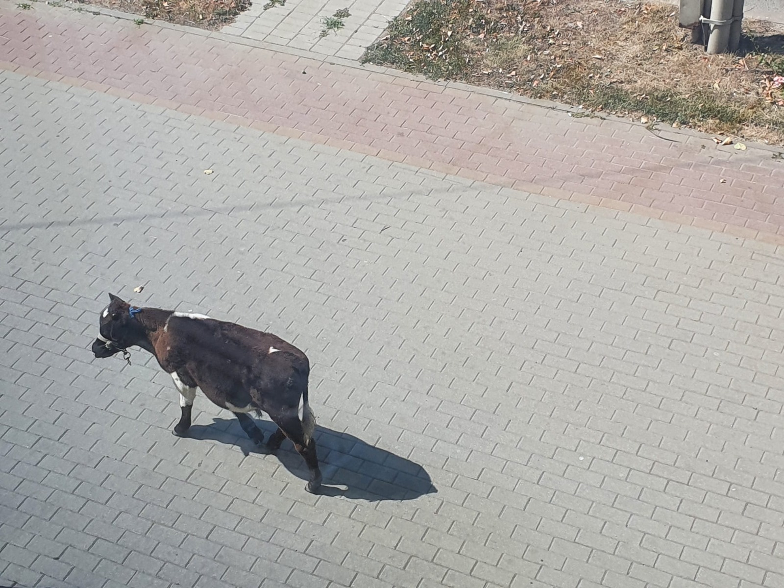O vaca a fost filmata in timp ce se plimba nestingherita pe un trotuar din Pacurari