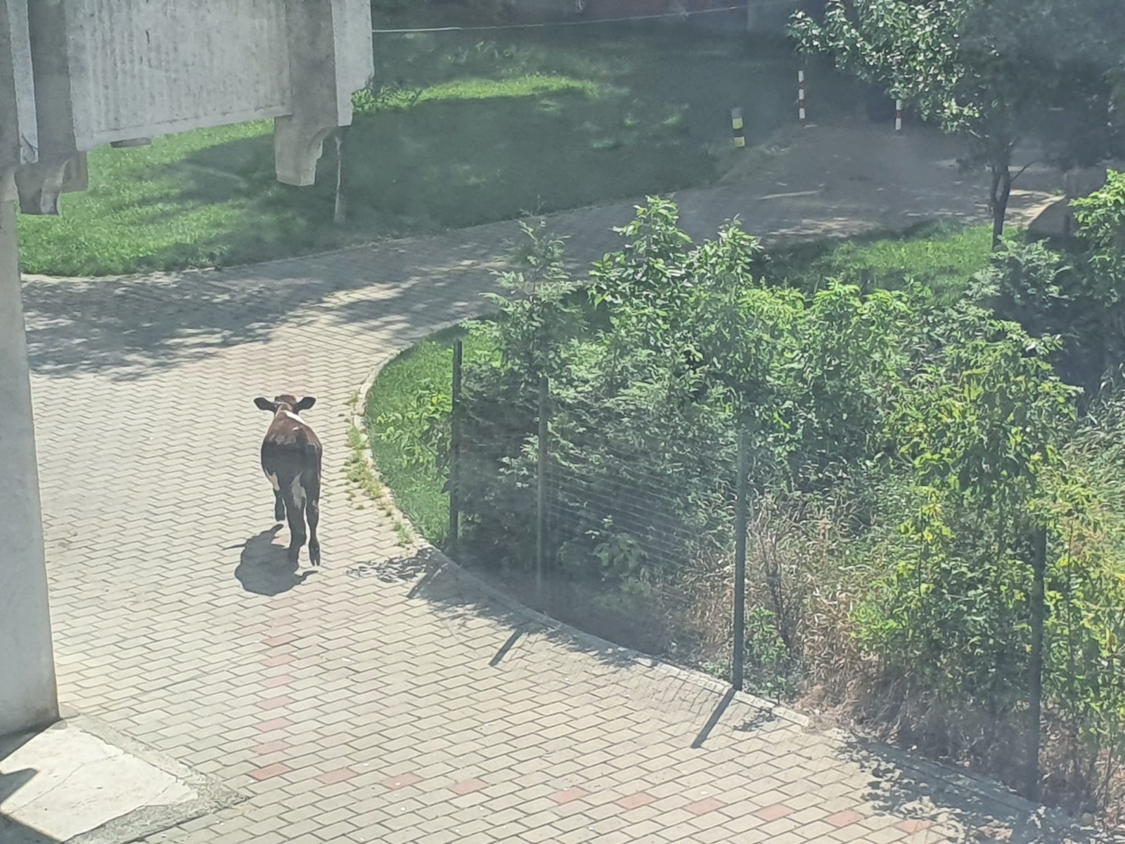 Animalul isi continua plimbarea pe trotuarele din municipiul Iasi