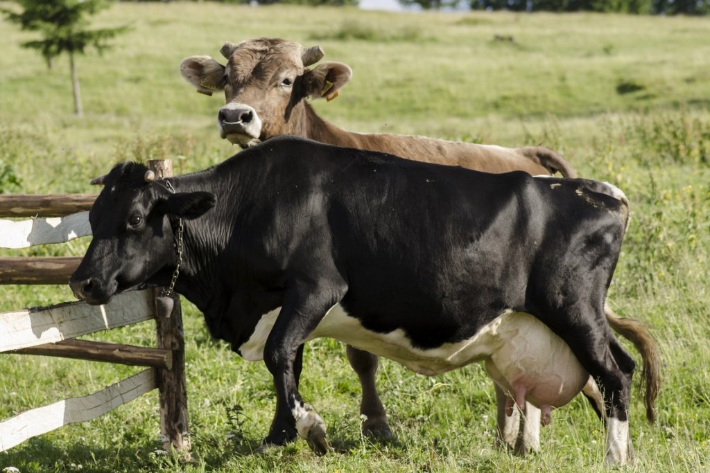  Mii de bovine vor fi sacrificate din cauza bolii limbii albastre