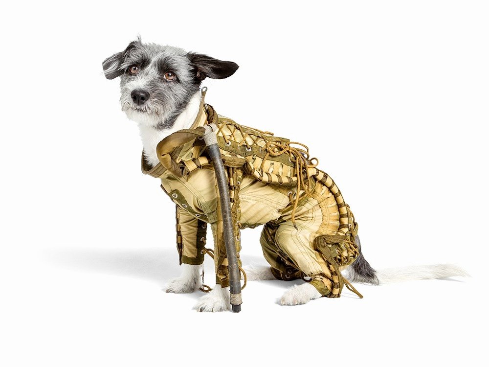  Un costum spaţial canin, de concepţie sovietică, va fi scos la licitaţie