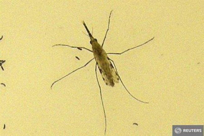  Japonia: 55 de cazuri autohtone de febră dengue, țânțarii purtători ai virusului au fost localizați