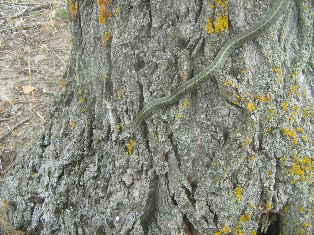  Muşcat de şarpe în timpul unei plimbări printr-o pădure din apropierea Iaşului