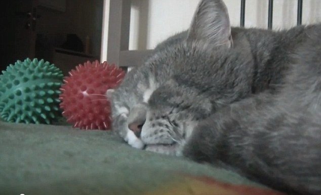  O pisică tresare în somn şi măcăie ca o răţuşcă (VIDEO)