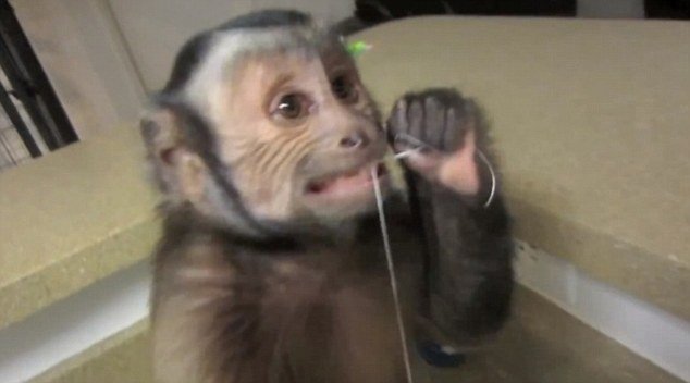  O maimuţică vă învaţă cum să vă curăţaţi dinţii (VIDEO)