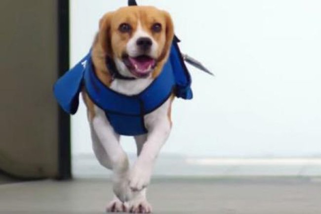 Beagle-ul Sherlok este angajatul de pe aeroportul din Amsterdam care-i ajută pe uituci