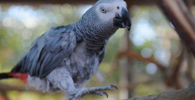  Un papagal pierdut, care vorbea în limba engleză, găsit după patru ani vorbind spaniolă