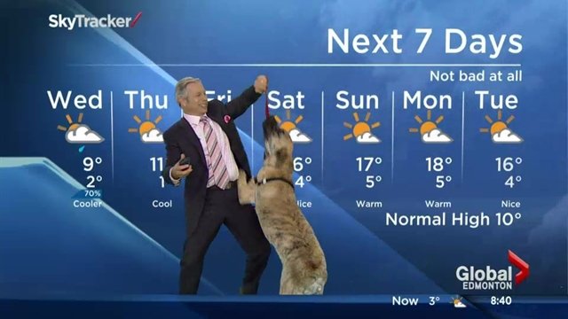  (VIDEO) Cum e să prezinţi vremea împreună cu un câine?
