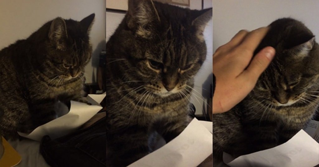  O pisică alintată îşi ascute gheruţele pe o coală de hârtie (VIDEO)