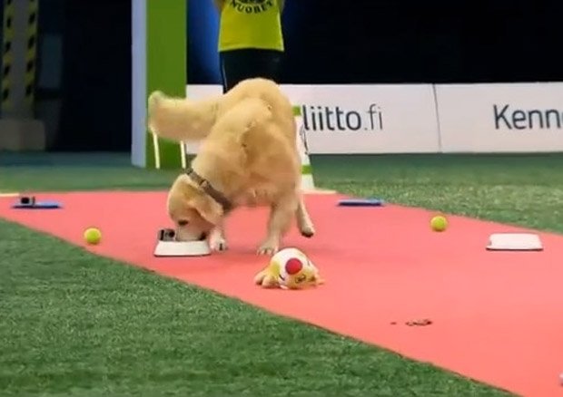  VIDEO: Cel mai simpatic câine la un concurs de dresaj. S-a lăsat „ispitit”