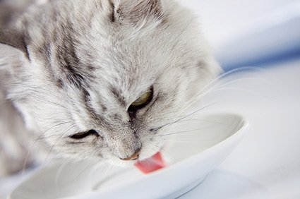  Oamenii de ştiinţă au descifrat misterul care înconjoară felul în care beau apă pisicile şi câinii