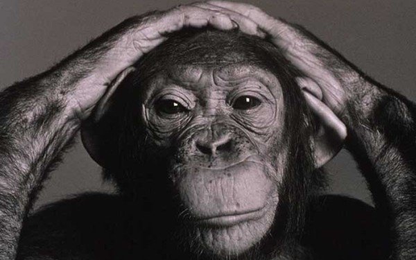  Visul american nu e şi pentru maimuţe: Cimpanzeii din SUA nu sunt persoane