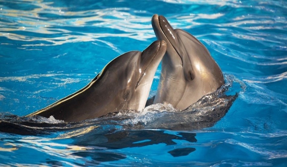  „Rechinii” din Comisia Juridică: Delfinii din România nu sunt persoane