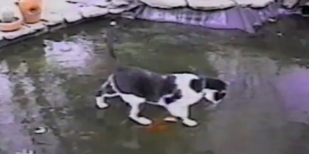 VIDEO: Pisica încearcă fără succes să prindă peştii de sub gheaţă