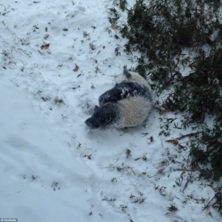  VIDEO: Bao Bao – ursuleţul panda care face tumbe în zăpadă ca un copil