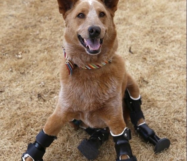  Naki, primul căţel din lume care a primit proteze bionice. VIDEO