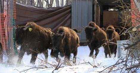  VIDEO: Reîntoarcerea bizonilor de munte în libertate, în SUA, după mai bine de 100 de ani