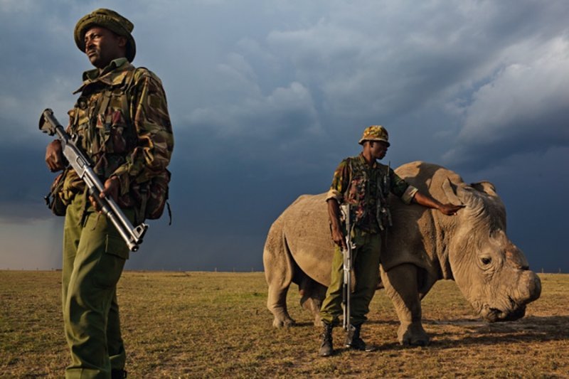  FOTO Ultimul rinocer mascul alb din lume este păzit cu arma în mână de teama braconierilor