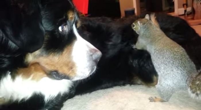  VIDEO: Cea mai bună ascunzătoare de alune pentru o veveriţă: blana câinelui