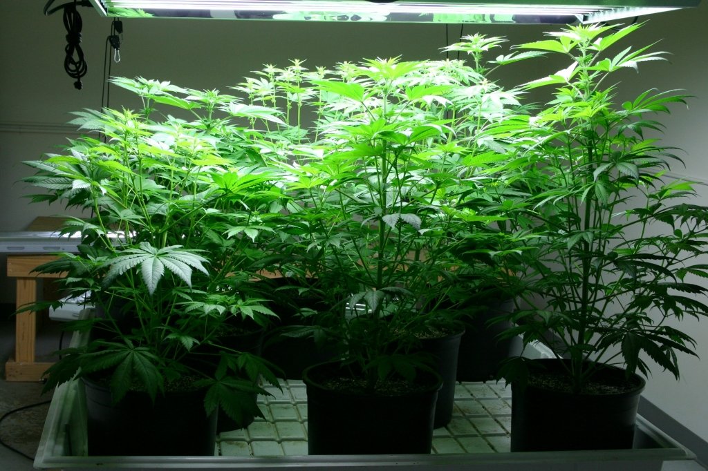  Cultură indoor de cannabis la Botoşani. Drogurile erau vândute la Iaşi