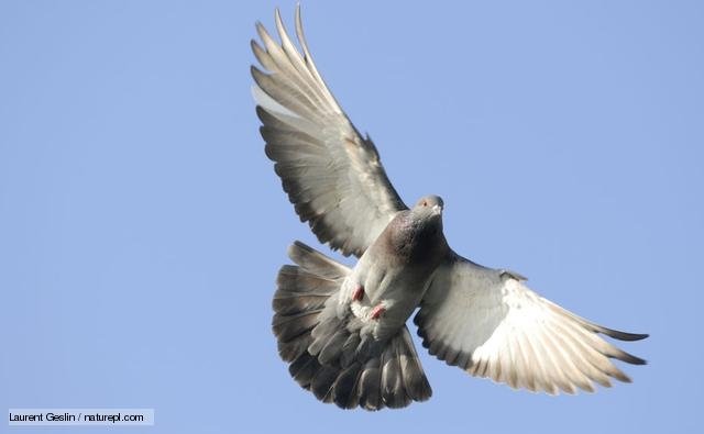  Poliţia indiană a reţinut un porumbel, de teamă că ar putea fi folosit pentru spionaj