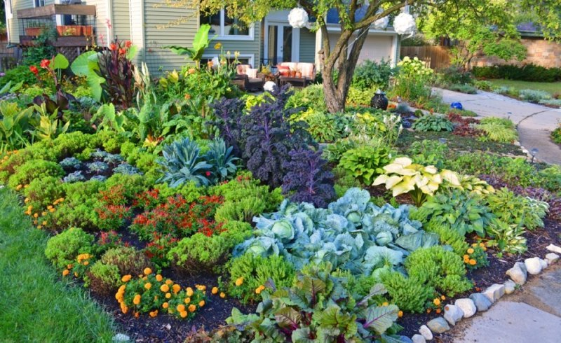  Mare atenție în grădină: Există flori care nu trebuie plantate langa legume