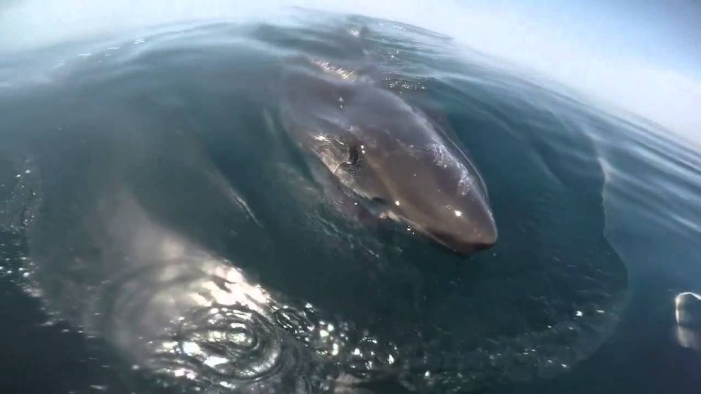  VIDEO: Surpriza uriasa pentru acest pescar cand a coborat sub apa camera de filmat. Ce se afla sub aceasta balena uriasa