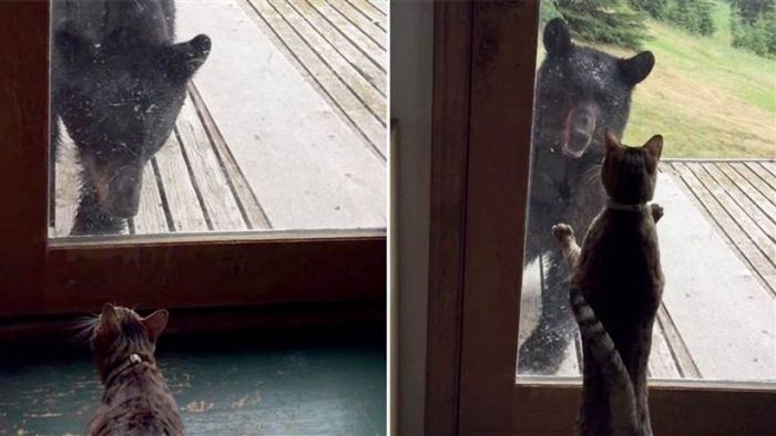  VIDEO: Confruntare inedită dintr-o pisică și un urs. Cine a câștigat