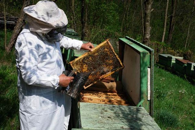  Jaf în prisacă: hoţii, ajutaţi de zumzetul albinelor