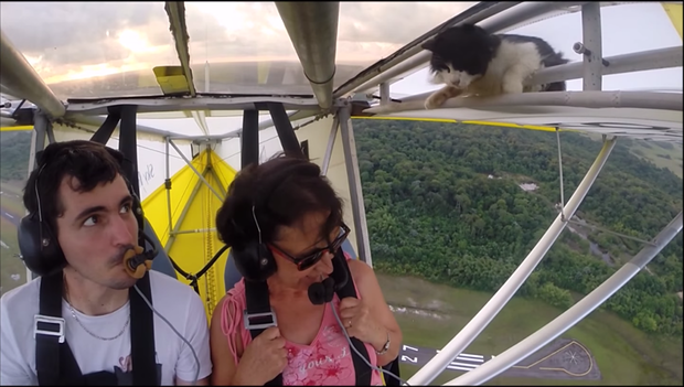  VIDEO: Înainte de zbor, verificaţi dacă aeronava nu are… pisici!