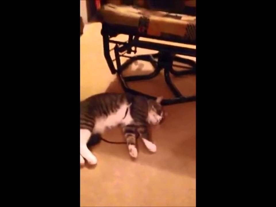  VIDEO: O pisica o face pe moarta pentru a nu iesi la plimbare cu lesa. RAZI IN HOHOTE