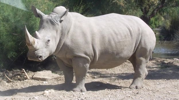  Au mai rămas doar patru exemplare de rinocer alb nordic în întreaga lume