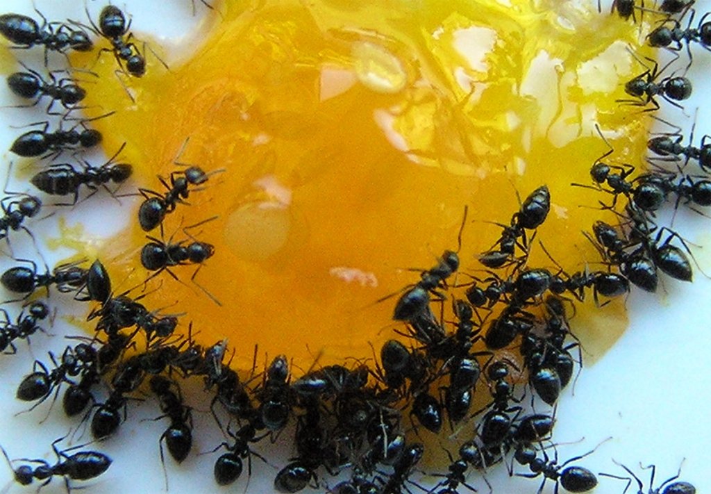  Hărnicia furnicilor, demontată de oamenii de ştiinţă. 60% dintre ele ar fi leneşe