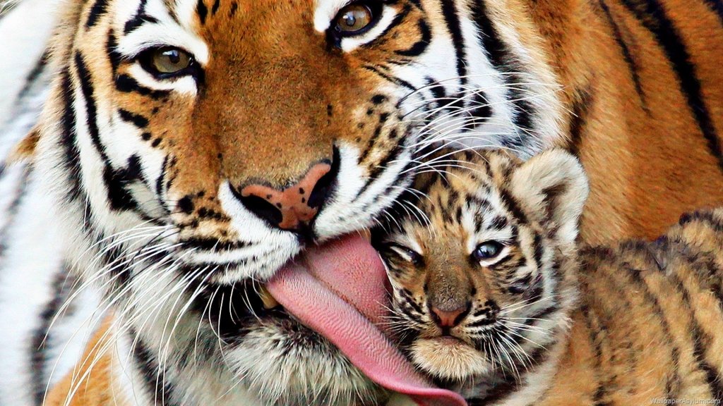  Majoritatea tigrilor trăiesc în captivitate în SUA, nu în mediul lor natural