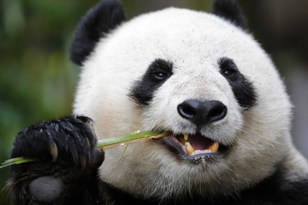  Cât de şmecheră este ursoaica panda Yuan Yuan! A simulat o sarcină