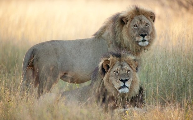  DUREROS! Jericho, fratele leului Cecil, a fost şi el ucis ilegal în Zimbabwe