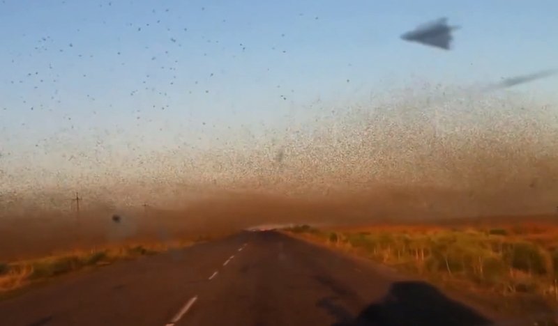  VIDEO Sudul Rusiei, asaltat de valuri de lacuste uriase. Autoritatile au declarat stare de urgenta