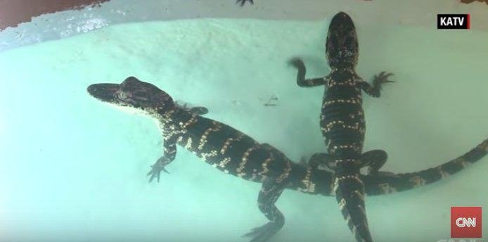  VIDEO 13 pui de aligator au fost furati de la o gradina zoologica americana