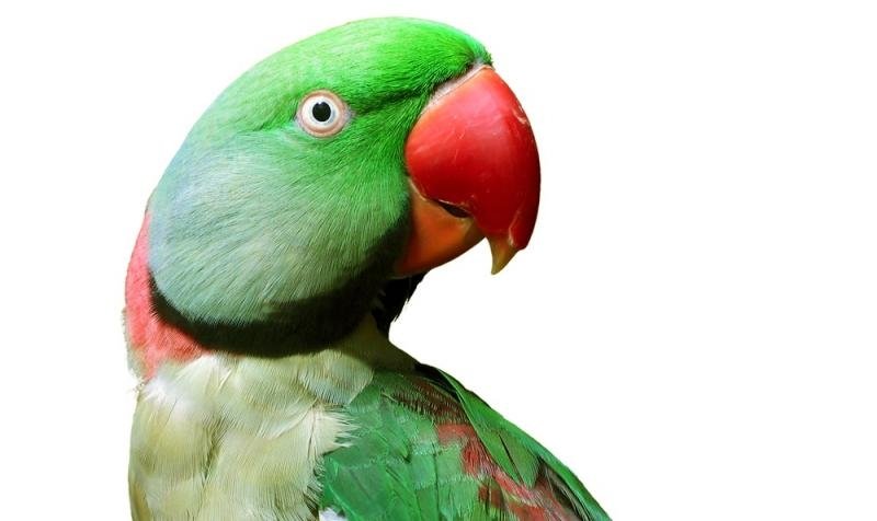 Un papagal a fost retinut de catre politia locala pentru ca a agresat verbal o femeie in varsta
