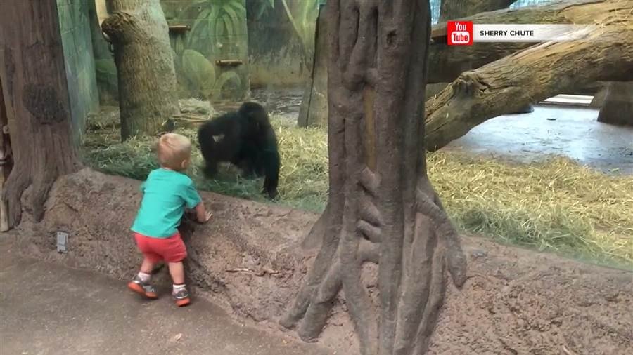  VIDEO: Un copil de doi se joacă de-a v-ati ascunselea cu un pui de gorilă