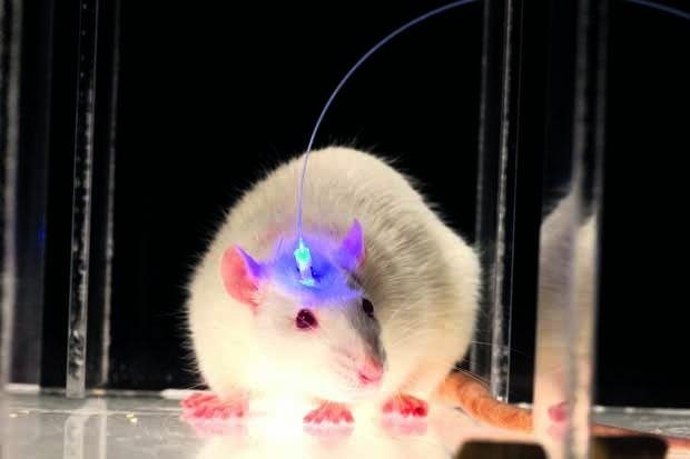  Şoareci surzi, vindecaţi cu ajutorul terapiei genice