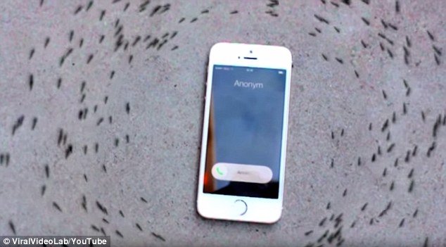  VIDEO: De ce aceste furnici nu se apropie de un iPhone plasat în mijlocul lor