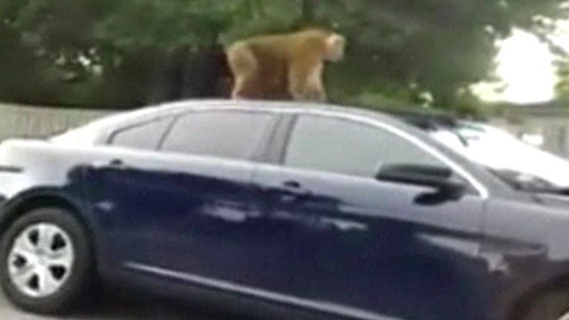  VIDEO: O maimuta a evadat din casa proprietarului si a atacat politistii