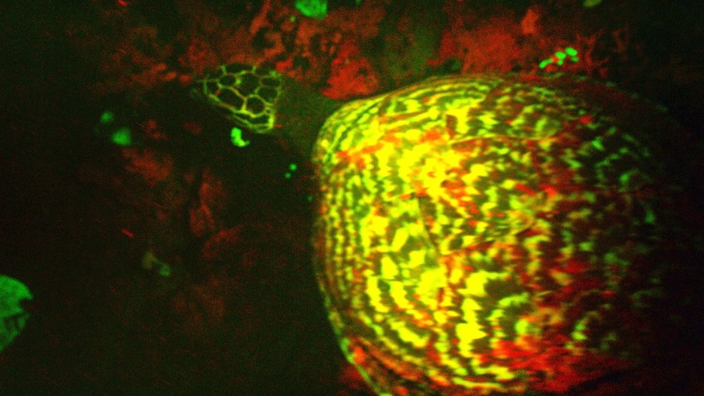  VIDEO: S-a descoperit o specie de broască ţestoasă biofluorescentă