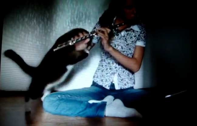  VIDEO: Efectul flautului asupra acestei pisici. Nimic nu scapă din calea ei