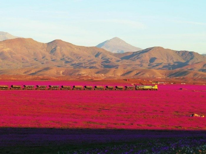  A înflorit deșertul! Fenomen incredibil în cel mai secetos loc de pe Pământ