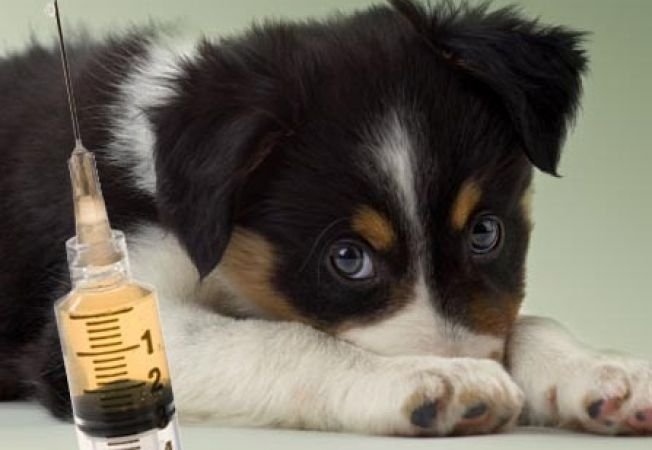  CAMPANIE de vaccinare antirabică gratuită a animalelor din judeţul Iaşi