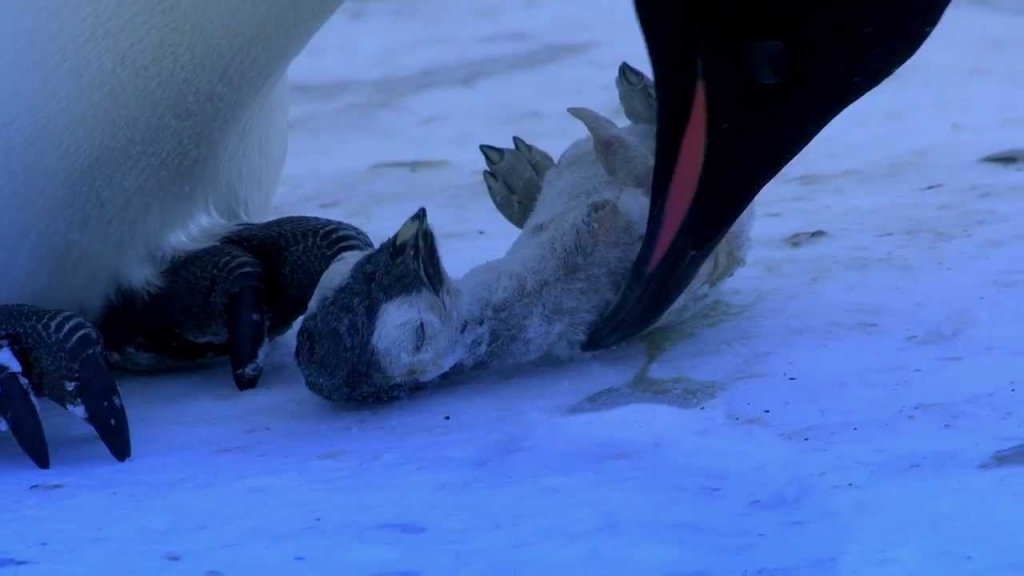  VIDEO Pinguinii imperiali, ”îndoliaţi” de moartea puiului. Imagini emoționante
