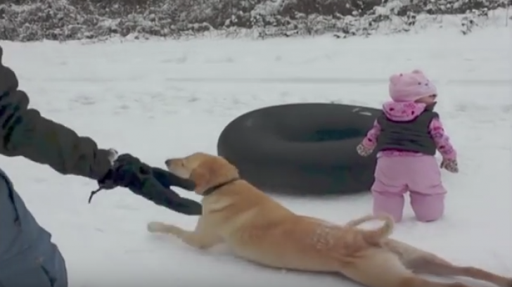  VIDEO: Gelos pe un copilaş, un câine s-a dat în spectacol pentru a fi el „vedeta”
