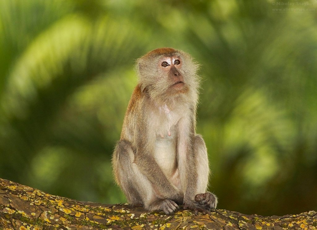  Chinezii au creat primele maimuţe „autiste”